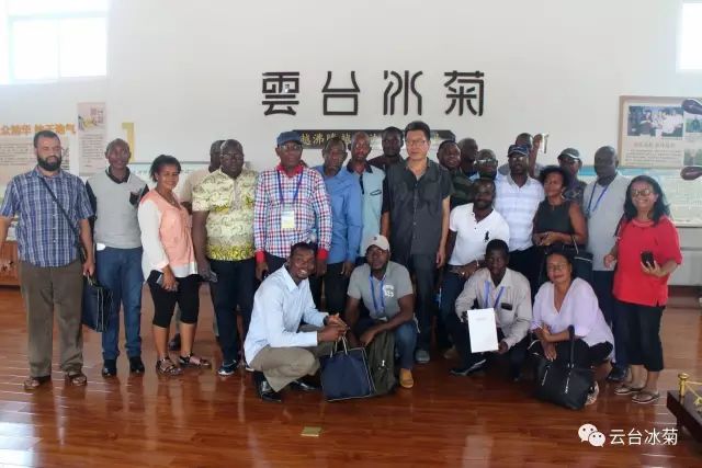 目測這朵菊花要火，國外專家為它頻頻而來······